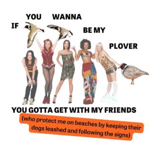 Annabel Crabb Instagram - Thank you @birdlifeoz for advising that today is #ploverappreciationday! Let us take a moment to respect this truly implausible bird, which likes to nest in the most perilous places imaginable and then get incredibly mad when you have the temerity to walk past them on the, uh, footpath where they are raising their little balls of fluff. Humans are probably the only other species with a comparably senseless disregard for self-preservation, so this goes out to shorebirds and dotterels everywhere, regardless of plumage.