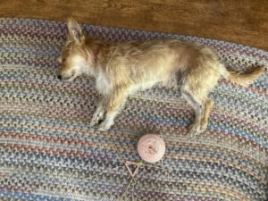Annette O'Toole Instagram - Barry. Exhausted from a grooming session.