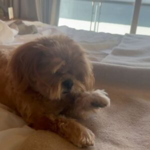 Arden Cho Instagram - Malibu week 🥰 surf, eat, nap, swim, eat, sleep… repeat! We like it here 🐾