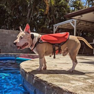 Ashley Hobbs Instagram - Pool Pawty with the Cousins 🩵
.
Today was a GREAT day!
.
#puppiesmakemehappy
#bullybreed
#greatday
#thankful
#family
