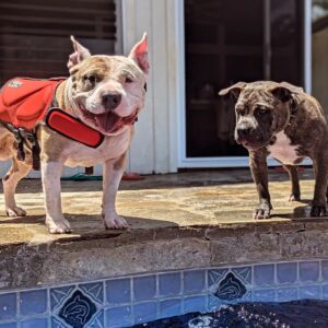Ashley Hobbs Instagram - Pool Pawty with the Cousins 🩵
.
Today was a GREAT day!
.
#puppiesmakemehappy
#bullybreed
#greatday
#thankful
#family