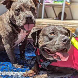 Ashley Hobbs Instagram - Pool Pawty with the Cousins 🩵
.
Today was a GREAT day!
.
#puppiesmakemehappy
#bullybreed
#greatday
#thankful
#family