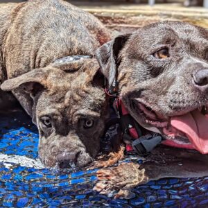 Ashley Hobbs Instagram - Pool Pawty with the Cousins 🩵
.
Today was a GREAT day!
.
#puppiesmakemehappy
#bullybreed
#greatday
#thankful
#family