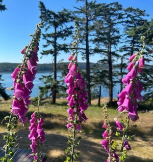 Ashley Judd Instagram - Reflecting on small bits of beauty from this summer. 
🌺 🪻🌼