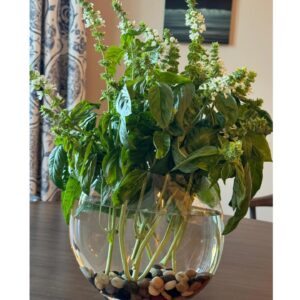 Ashwini Bhave Instagram - "Can you smell the sweet basil? 🌿 Fresh vibes, summer flavors, and Sunday smiles all around! ☀️"

#happysunday

#goodmorning #vibe #basil