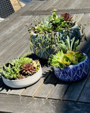 Ashwini Bhave Instagram - **Happy Sunday**

"Little pots of happiness adding fresh vibes to the day 🌿💚".

#SucculentJoy #OutdoorDecor #ashvinibhave

#happysunday