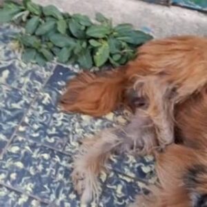 Betty Gofman Instagram - Mais uma vida salva. São tantos agradecimentos!! @adrienefirmo @cannegatto @rhanfley_emmer 
@agener.oficial @organnact
