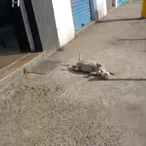 Betty Gofman Instagram - Todos os dias resgatamos bichinhos nas ruas do Rio de Janeiro.  Muita tristeza.  Isadora teve um final feliz. Ela e todos os bbs foram adotados. Ela pariu no mesmo dia que foi resgatada.  São muitos agradecimentos!  @cannegatto @adrienefirmo  @carmenhelenavasconcellos @hvbotafogo @organnact @agener.oficial.  A @riopet_gavea deu o lar temporário e cuidou lindamente dessa família!! Coloquei só alguns dos muitos parceiros.🙏🙏🙏 sigam essa turma linda. Sigam a @rafamon artista maravilhosa que ficou com a mãezinha, que tinha um machinho irmão gêmeo dela.  Isadora ganhou a familia lotada de amor que todo bichinho deveria ter!! Sigam e ajudem nossa ong @caonossorj .  Precisamos de seguidores pra conseguir mais parcerias.  Ajudamos muitas protetoras de comunidades extremamente carentes da nossa cidade.  Precisamos de $$$ também. MUITO!! Nosso PIX: 43272738000110