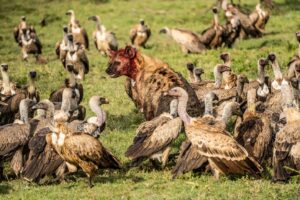 Beverly Joubert Instagram - Ugly, evil, menacing, rapacious – vultures are often on the receiving end of unfair and inaccurate labels. In truth, these birds are an essential part of a healthy ecosystem. Their association with death and their affinity for carrion should not be vilified, but rather celebrated – without vultures and other scavengers, savannahs might be strewn with disease-riddled carcasses and those harmful pathogens pose a risk to everything from rodents to humans. This #VultureAwarenessDay, take a moment to appreciate these incredible birds and the crucial role they play in keeping environments healthy.⁣
⁣⁣⁣
#vultures #VultureDay #InternationalVultureDay #wildlife