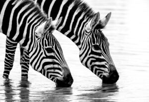 Beverly Joubert Instagram - Copy/paste. In almost perfect symmetry, these zebras lined up at the water's edge to quench their thirst. At first glance they may appear identical, like monochromatic duplicates, but like all zebras, each individual has its own unique stripe pattern – an intricate artwork of back and white brushstrokes that separates it from the rest of the herd. Some theories suggest these unique coats help the animals identify one another and may offer an explanation, at least in part, for why these animals have stripes in the first place – a question that researchers have struggled to definitively answer for as long as they've been trying. Whatever the reasons for their iconic patterned fur, it certainly makes for dazzling displays when herds gallop in unison across the savannah.⁣
⁣
#zebra #wildlife
