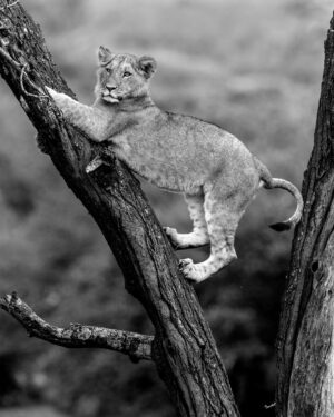 Beverly Joubert Instagram - In typical feline fashion, this lion cub looked very smug at having successfully clambered up a tree trunk, posing on a forked branch like a victor on a podium. At this age, tree climbing is still a viable pastime. As this cat grows older and more muscular, he'll trade his finesse and agility for brawn and brute strength. Adult lions are capable of climbing trees, and in some parts of Africa have made a habit of it, but generally these heavy cats are more comfortable on solid ground.⁣
⁣⁣⁣⁣
#lions #bigcats #wildlife