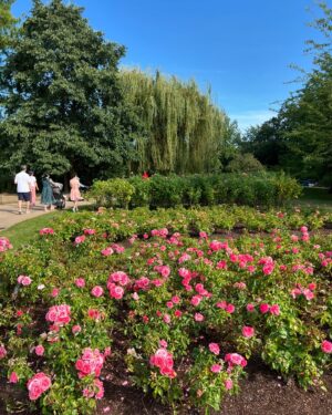 Candy Yuen Instagram - Enjoying the last days of summer 🥰😍 #london #londonlife #summer #sunshine #roses #garden