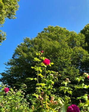 Candy Yuen Instagram - Enjoying the last days of summer 🥰😍 #london #londonlife #summer #sunshine #roses #garden