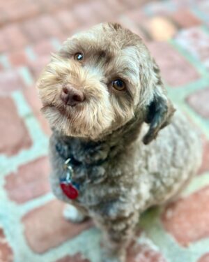 Carolyn Hennesy Instagram - Bela. ‘Nuff said.  @carolynhennesy #cutestdogever #thoseeyes #rescuedog