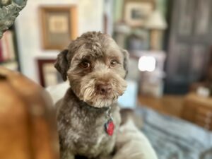 Carolyn Hennesy Instagram - Cutest dog in the history of dogs.  #belalugosi #schnoodle #rescuedog #adoptdontshop #partofthepack #partofthefamily