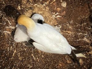 Catherine Ethier Instagram - Les Fous de Bassan de Bonaventure, l’une des plus belles affaires à m’avoir embrassé la falle cet été (ça, et les oiseaux empaillés du 18e siècle du Musée d’histoire naturelle de Berlin). Regardez la petite mère et son gros poulet en photo 3, je lui aurais donné cent becs (même si sa maison puait un peu).