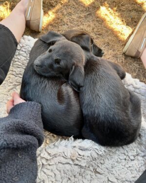 Charlotte Hope Instagram - Introducing Mischka ❤️

This summer, my parents’ dog Luna was in heat so we were keeping safe and single in the house when a terrier got in the cat flap and subsequently i have spent the summer raising puppies and it’s been excellent.