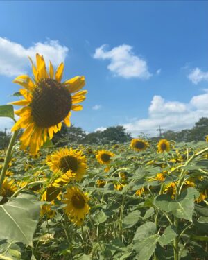 Chisaki Morito Instagram - ひまわり！！！🌻
　
　
　
夏らしいことしたいなーってことで姉ぴっぴがひまわり畑に連れてってくれたよ🌻笑
　
　
#ひまわり畑 
#ひまわり 
#めっちゃいい天気 
#ootd 
#summer 
#ちょっとしかいれなかった 
#暑すぎ