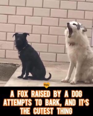 Christine Elise Instagram - Repost from @openlygaypets
•
What does the fox say 🦊