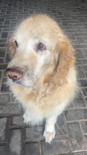 Connie Ballarini Instagram - Ay la amoooooooooo  Me destruye la carita.  No puede ser más dulce mí Troyita del amor ❤️

👉🏽Soy fan de los videos de perritos 🐶. No puedo parar de verlos y compartirlos. Uds ? 
Acá mi aporte c la ternura de mi bebota 

Se tiró o no se tiró? 🤣🤣