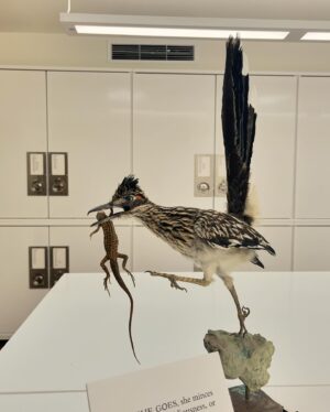 Daron Nefcy Instagram - I am forever delighted by looking through drawers of dead birds #moorelabofzoology ! Thanks for the invite! 🐦 🦆 🦜 @mlzbirds