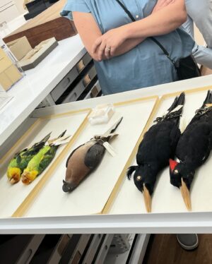 Daron Nefcy Instagram - I am forever delighted by looking through drawers of dead birds #moorelabofzoology ! Thanks for the invite! 🐦 🦆 🦜 @mlzbirds