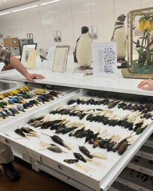 Daron Nefcy Instagram - I am forever delighted by looking through drawers of dead birds #moorelabofzoology ! Thanks for the invite! 🐦 🦆 🦜 @mlzbirds