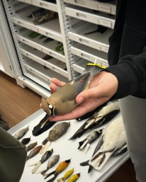 Daron Nefcy Instagram - I am forever delighted by looking through drawers of dead birds #moorelabofzoology ! Thanks for the invite! 🐦 🦆 🦜 @mlzbirds