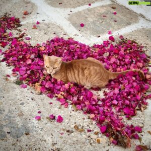 Elena Di Cioccio Instagram - Bionda su legno e Rossa su fiori che sembra disegnino un cuore. Lo vedete anche voi ?