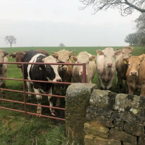 Erin Richards Instagram - Like me? Like @morfydd_clark? Like animals? Then you’ll love this selection of BTS shots from Starve Acre…. Out in UK cinemas now - go see!