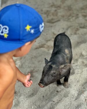 Eva Perkausová Instagram - Pigy island 🌴🐷😁 neboli Koh Madsum je takovy malý tropický ráj v Thajsku, který je proslulý především i kvůli nádherné pláži a křišťálově čisté vodě 🩵💦 možnost vyfotit se s volne se pohybujícími🐷 dela z ostrova turisticky oblíbené misto 🥰