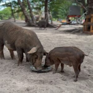 Eva Perkausová Instagram - Pigy island 🌴🐷😁 neboli Koh Madsum je takovy malý tropický ráj v Thajsku, který je proslulý především i kvůli nádherné pláži a křišťálově čisté vodě 🩵💦 možnost vyfotit se s volne se pohybujícími🐷 dela z ostrova turisticky oblíbené misto 🥰