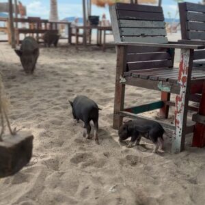 Eva Perkausová Instagram - Pigy island 🌴🐷😁 neboli Koh Madsum je takovy malý tropický ráj v Thajsku, který je proslulý především i kvůli nádherné pláži a křišťálově čisté vodě 🩵💦 možnost vyfotit se s volne se pohybujícími🐷 dela z ostrova turisticky oblíbené misto 🥰