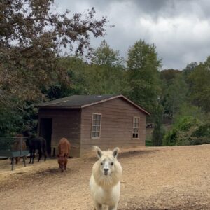 Funda Güray Instagram - Alpaka bestiemle her hafta düzenli buluşuruz diğerleri de çaya mutlaka uğrar 🫠🦙 

#animal #zoophotography #zoo #naturallife