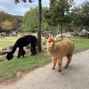 Funda Güray Instagram - Alpaka bestiemle her hafta düzenli buluşuruz diğerleri de çaya mutlaka uğrar 🫠🦙 

#animal #zoophotography #zoo #naturallife