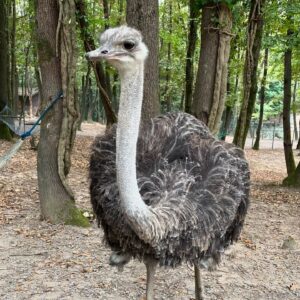 Funda Güray Instagram - Alpaka bestiemle her hafta düzenli buluşuruz diğerleri de çaya mutlaka uğrar 🫠🦙 

#animal #zoophotography #zoo #naturallife