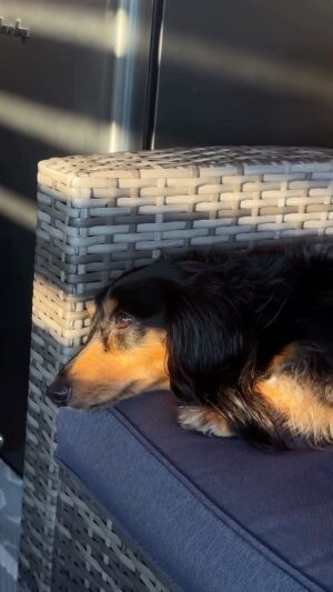 Gabrielle Marion Instagram - PADMÉ, 7ans.. adoptée 🥹🐶

Rencontrez la nouvelle soeur de Pepper 🖤
Voici notre récit d’adoption.

#dog #adoption