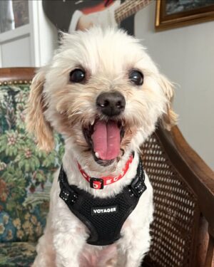 Grace Victoria Cox Instagram - I adopted this tiny guy!!! 💖🐶❤️🥹 I have foster failed (again lol). This is Tiberius, but we mostly call him Tibey ❤️ Tibey was found as a stray before being taken to an animal shelter here in LA. Millions of AMAZING animals are killed in shelters worldwide every year because shelters do not have the space or resources to care for the many, many, many animals that are surrendered to them. Thanks to Beagle Freedom Project (@beaglefreedom), Tibey is one of the VERY lucky senior dogs (he’s 10🥹) to make it out of the shelter and into a loving home!!! Beagle Freedom Project is actually one of the world’s leading advocacy organizations in the fight against animal testing- and they specialize in rescuing, rehabilitating, and rehoming laboratory surviving animals (dogs, cats, rabbits, and more!!) ❤️ Along with saving animals from laboratories, Beagle Freedom Project also rescues animals in need from shelter euthanasia lists- and that’s how they found out about Tibey!! I am SO THANKFUL to BFP for saving my angel guy and giving him all of the medical care that he needed to have a fresh start (Tibey had such severe dental disease he had to lose almost all of his teeth!!)🐶🩷. And so so so thankful to be Tibey’s mom. In lots of ways, Tiberius is one of a kind… but really, there are millions of animals, all just as perfect as him, waiting for you at a shelter or rescue, I pinky promise!! 🩷💖♥️ If you’d like to support Beagle Freedom Project’s lifesaving work, you can visit https://bfp.org for more ways to get involved (fostering, adopting, donating, & volunteering!) 🐶👼