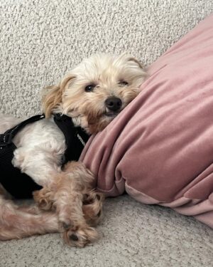 Grace Victoria Cox Instagram - I adopted this tiny guy!!! 💖🐶❤️🥹 I have foster failed (again lol). This is Tiberius, but we mostly call him Tibey ❤️ Tibey was found as a stray before being taken to an animal shelter here in LA. Millions of AMAZING animals are killed in shelters worldwide every year because shelters do not have the space or resources to care for the many, many, many animals that are surrendered to them. Thanks to Beagle Freedom Project (@beaglefreedom), Tibey is one of the VERY lucky senior dogs (he’s 10🥹) to make it out of the shelter and into a loving home!!! Beagle Freedom Project is actually one of the world’s leading advocacy organizations in the fight against animal testing- and they specialize in rescuing, rehabilitating, and rehoming laboratory surviving animals (dogs, cats, rabbits, and more!!) ❤️ Along with saving animals from laboratories, Beagle Freedom Project also rescues animals in need from shelter euthanasia lists- and that’s how they found out about Tibey!! I am SO THANKFUL to BFP for saving my angel guy and giving him all of the medical care that he needed to have a fresh start (Tibey had such severe dental disease he had to lose almost all of his teeth!!)🐶🩷. And so so so thankful to be Tibey’s mom. In lots of ways, Tiberius is one of a kind… but really, there are millions of animals, all just as perfect as him, waiting for you at a shelter or rescue, I pinky promise!! 🩷💖♥️ If you’d like to support Beagle Freedom Project’s lifesaving work, you can visit https://bfp.org for more ways to get involved (fostering, adopting, donating, & volunteering!) 🐶👼