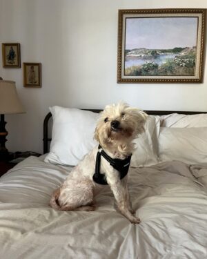 Grace Victoria Cox Instagram - I adopted this tiny guy!!! 💖🐶❤️🥹 I have foster failed (again lol). This is Tiberius, but we mostly call him Tibey ❤️ Tibey was found as a stray before being taken to an animal shelter here in LA. Millions of AMAZING animals are killed in shelters worldwide every year because shelters do not have the space or resources to care for the many, many, many animals that are surrendered to them. Thanks to Beagle Freedom Project (@beaglefreedom), Tibey is one of the VERY lucky senior dogs (he’s 10🥹) to make it out of the shelter and into a loving home!!! Beagle Freedom Project is actually one of the world’s leading advocacy organizations in the fight against animal testing- and they specialize in rescuing, rehabilitating, and rehoming laboratory surviving animals (dogs, cats, rabbits, and more!!) ❤️ Along with saving animals from laboratories, Beagle Freedom Project also rescues animals in need from shelter euthanasia lists- and that’s how they found out about Tibey!! I am SO THANKFUL to BFP for saving my angel guy and giving him all of the medical care that he needed to have a fresh start (Tibey had such severe dental disease he had to lose almost all of his teeth!!)🐶🩷. And so so so thankful to be Tibey’s mom. In lots of ways, Tiberius is one of a kind… but really, there are millions of animals, all just as perfect as him, waiting for you at a shelter or rescue, I pinky promise!! 🩷💖♥️ If you’d like to support Beagle Freedom Project’s lifesaving work, you can visit https://bfp.org for more ways to get involved (fostering, adopting, donating, & volunteering!) 🐶👼