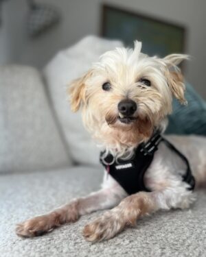 Grace Victoria Cox Instagram - I adopted this tiny guy!!! 💖🐶❤️🥹 I have foster failed (again lol). This is Tiberius, but we mostly call him Tibey ❤️ Tibey was found as a stray before being taken to an animal shelter here in LA. Millions of AMAZING animals are killed in shelters worldwide every year because shelters do not have the space or resources to care for the many, many, many animals that are surrendered to them. Thanks to Beagle Freedom Project (@beaglefreedom), Tibey is one of the VERY lucky senior dogs (he’s 10🥹) to make it out of the shelter and into a loving home!!! Beagle Freedom Project is actually one of the world’s leading advocacy organizations in the fight against animal testing- and they specialize in rescuing, rehabilitating, and rehoming laboratory surviving animals (dogs, cats, rabbits, and more!!) ❤️ Along with saving animals from laboratories, Beagle Freedom Project also rescues animals in need from shelter euthanasia lists- and that’s how they found out about Tibey!! I am SO THANKFUL to BFP for saving my angel guy and giving him all of the medical care that he needed to have a fresh start (Tibey had such severe dental disease he had to lose almost all of his teeth!!)🐶🩷. And so so so thankful to be Tibey’s mom. In lots of ways, Tiberius is one of a kind… but really, there are millions of animals, all just as perfect as him, waiting for you at a shelter or rescue, I pinky promise!! 🩷💖♥️ If you’d like to support Beagle Freedom Project’s lifesaving work, you can visit https://bfp.org for more ways to get involved (fostering, adopting, donating, & volunteering!) 🐶👼
