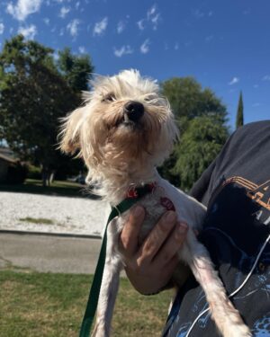 Grace Victoria Cox Instagram - I adopted this tiny guy!!! 💖🐶❤️🥹 I have foster failed (again lol). This is Tiberius, but we mostly call him Tibey ❤️ Tibey was found as a stray before being taken to an animal shelter here in LA. Millions of AMAZING animals are killed in shelters worldwide every year because shelters do not have the space or resources to care for the many, many, many animals that are surrendered to them. Thanks to Beagle Freedom Project (@beaglefreedom), Tibey is one of the VERY lucky senior dogs (he’s 10🥹) to make it out of the shelter and into a loving home!!! Beagle Freedom Project is actually one of the world’s leading advocacy organizations in the fight against animal testing- and they specialize in rescuing, rehabilitating, and rehoming laboratory surviving animals (dogs, cats, rabbits, and more!!) ❤️ Along with saving animals from laboratories, Beagle Freedom Project also rescues animals in need from shelter euthanasia lists- and that’s how they found out about Tibey!! I am SO THANKFUL to BFP for saving my angel guy and giving him all of the medical care that he needed to have a fresh start (Tibey had such severe dental disease he had to lose almost all of his teeth!!)🐶🩷. And so so so thankful to be Tibey’s mom. In lots of ways, Tiberius is one of a kind… but really, there are millions of animals, all just as perfect as him, waiting for you at a shelter or rescue, I pinky promise!! 🩷💖♥️ If you’d like to support Beagle Freedom Project’s lifesaving work, you can visit https://bfp.org for more ways to get involved (fostering, adopting, donating, & volunteering!) 🐶👼