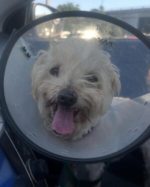 Grace Victoria Cox Instagram - I adopted this tiny guy!!! 💖🐶❤️🥹 I have foster failed (again lol). This is Tiberius, but we mostly call him Tibey ❤️ Tibey was found as a stray before being taken to an animal shelter here in LA. Millions of AMAZING animals are killed in shelters worldwide every year because shelters do not have the space or resources to care for the many, many, many animals that are surrendered to them. Thanks to Beagle Freedom Project (@beaglefreedom), Tibey is one of the VERY lucky senior dogs (he’s 10🥹) to make it out of the shelter and into a loving home!!! Beagle Freedom Project is actually one of the world’s leading advocacy organizations in the fight against animal testing- and they specialize in rescuing, rehabilitating, and rehoming laboratory surviving animals (dogs, cats, rabbits, and more!!) ❤️ Along with saving animals from laboratories, Beagle Freedom Project also rescues animals in need from shelter euthanasia lists- and that’s how they found out about Tibey!! I am SO THANKFUL to BFP for saving my angel guy and giving him all of the medical care that he needed to have a fresh start (Tibey had such severe dental disease he had to lose almost all of his teeth!!)🐶🩷. And so so so thankful to be Tibey’s mom. In lots of ways, Tiberius is one of a kind… but really, there are millions of animals, all just as perfect as him, waiting for you at a shelter or rescue, I pinky promise!! 🩷💖♥️ If you’d like to support Beagle Freedom Project’s lifesaving work, you can visit https://bfp.org for more ways to get involved (fostering, adopting, donating, & volunteering!) 🐶👼