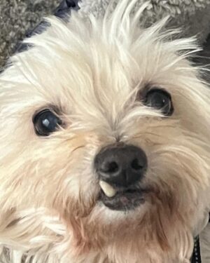 Grace Victoria Cox Instagram - I adopted this tiny guy!!! 💖🐶❤️🥹 I have foster failed (again lol). This is Tiberius, but we mostly call him Tibey ❤️ Tibey was found as a stray before being taken to an animal shelter here in LA. Millions of AMAZING animals are killed in shelters worldwide every year because shelters do not have the space or resources to care for the many, many, many animals that are surrendered to them. Thanks to Beagle Freedom Project (@beaglefreedom), Tibey is one of the VERY lucky senior dogs (he’s 10🥹) to make it out of the shelter and into a loving home!!! Beagle Freedom Project is actually one of the world’s leading advocacy organizations in the fight against animal testing- and they specialize in rescuing, rehabilitating, and rehoming laboratory surviving animals (dogs, cats, rabbits, and more!!) ❤️ Along with saving animals from laboratories, Beagle Freedom Project also rescues animals in need from shelter euthanasia lists- and that’s how they found out about Tibey!! I am SO THANKFUL to BFP for saving my angel guy and giving him all of the medical care that he needed to have a fresh start (Tibey had such severe dental disease he had to lose almost all of his teeth!!)🐶🩷. And so so so thankful to be Tibey’s mom. In lots of ways, Tiberius is one of a kind… but really, there are millions of animals, all just as perfect as him, waiting for you at a shelter or rescue, I pinky promise!! 🩷💖♥️ If you’d like to support Beagle Freedom Project’s lifesaving work, you can visit https://bfp.org for more ways to get involved (fostering, adopting, donating, & volunteering!) 🐶👼