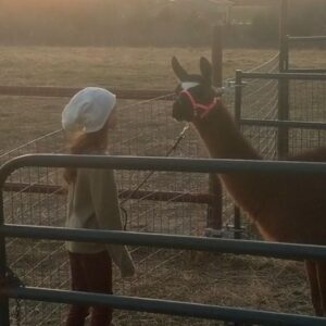 Hala Finley Instagram - 🦙💕 Meet LaDonna! The newest and sweetest llama addition to the family! 

#llamakisses #llamas #llamafarm #llamalove