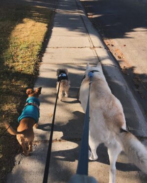 Jann Arden Instagram - All three gone now. Miss these dear heart dogs. Flop. Midi. Belle.