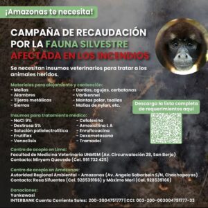 Jely Reategui Instagram - Muchas cosas pasando y perdemos el foco de lo realmente importante. Esto nos compete a todos y SÍ podemos hacer algo al respecto:

Apoyar (con lo que puedas) a las organizaciones y personas que se encargan de la conservación activa, que se la fajan todos los días haciendo un trabajo arduo y valiente. 

Conversar del tema, informarnos bien y exigir a las autoridades que se tomen medidas de prevención permanentes y, en este caso, de ACCIÓN INMEDIATA. 

Exigir leyes que PROTEJAN nuestra biodiversidad, últimamente se la pasan aprobando leyes que sólo atentan contra la amazonía. 

Cuidar la naturaleza. Cuidarla es RESPETARLA, desaprender modalidades de consumo excesivo, recircular, reciclar, rehusar, optar por productos que te van a durar más tiempo y que no sean para usar y botar. Vivimos en una sociedad consumista y depredadora, estamos acostumbrados a que así sea y nosotros también somos consumistas y depredadores, pero todo se puede regular, aunque sea un poquito, todos nuestros hábitos pueden mejorar (así sea un poquito) y sólo así vamos a generar mayor conciencia, y a vivir en armonía con nuestro entorno. 

Aquí les dejo algunos links para más información. 
@conservamos @amazonia_que_late @rua.unasam.huaraz @yunkawasi 

Buen domingo para todos y por favor donemos con lo que podamos!