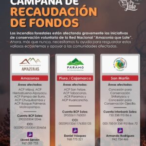Jely Reategui Instagram - Muchas cosas pasando y perdemos el foco de lo realmente importante. Esto nos compete a todos y SÍ podemos hacer algo al respecto:

Apoyar (con lo que puedas) a las organizaciones y personas que se encargan de la conservación activa, que se la fajan todos los días haciendo un trabajo arduo y valiente. 

Conversar del tema, informarnos bien y exigir a las autoridades que se tomen medidas de prevención permanentes y, en este caso, de ACCIÓN INMEDIATA. 

Exigir leyes que PROTEJAN nuestra biodiversidad, últimamente se la pasan aprobando leyes que sólo atentan contra la amazonía. 

Cuidar la naturaleza. Cuidarla es RESPETARLA, desaprender modalidades de consumo excesivo, recircular, reciclar, rehusar, optar por productos que te van a durar más tiempo y que no sean para usar y botar. Vivimos en una sociedad consumista y depredadora, estamos acostumbrados a que así sea y nosotros también somos consumistas y depredadores, pero todo se puede regular, aunque sea un poquito, todos nuestros hábitos pueden mejorar (así sea un poquito) y sólo así vamos a generar mayor conciencia, y a vivir en armonía con nuestro entorno. 

Aquí les dejo algunos links para más información. 
@conservamos @amazonia_que_late @rua.unasam.huaraz @yunkawasi 

Buen domingo para todos y por favor donemos con lo que podamos!