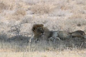 Jess Impiazzi Instagram - The world is full of spectacular places 🌍 
This is day 1 at Etosha national park safari in Namibia! And just look at what we got to see! 🦁🇳🇦🐘