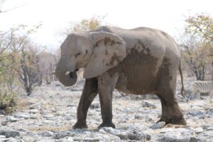 Jess Impiazzi Instagram - The world is full of spectacular places 🌍 
This is day 1 at Etosha national park safari in Namibia! And just look at what we got to see! 🦁🇳🇦🐘